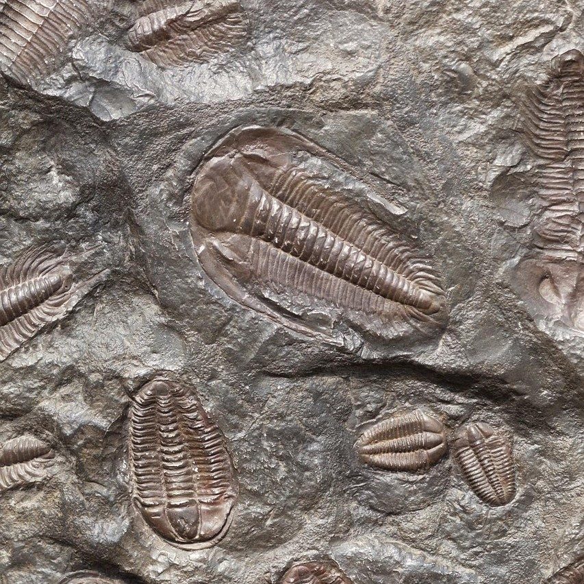 三葉虫の化石