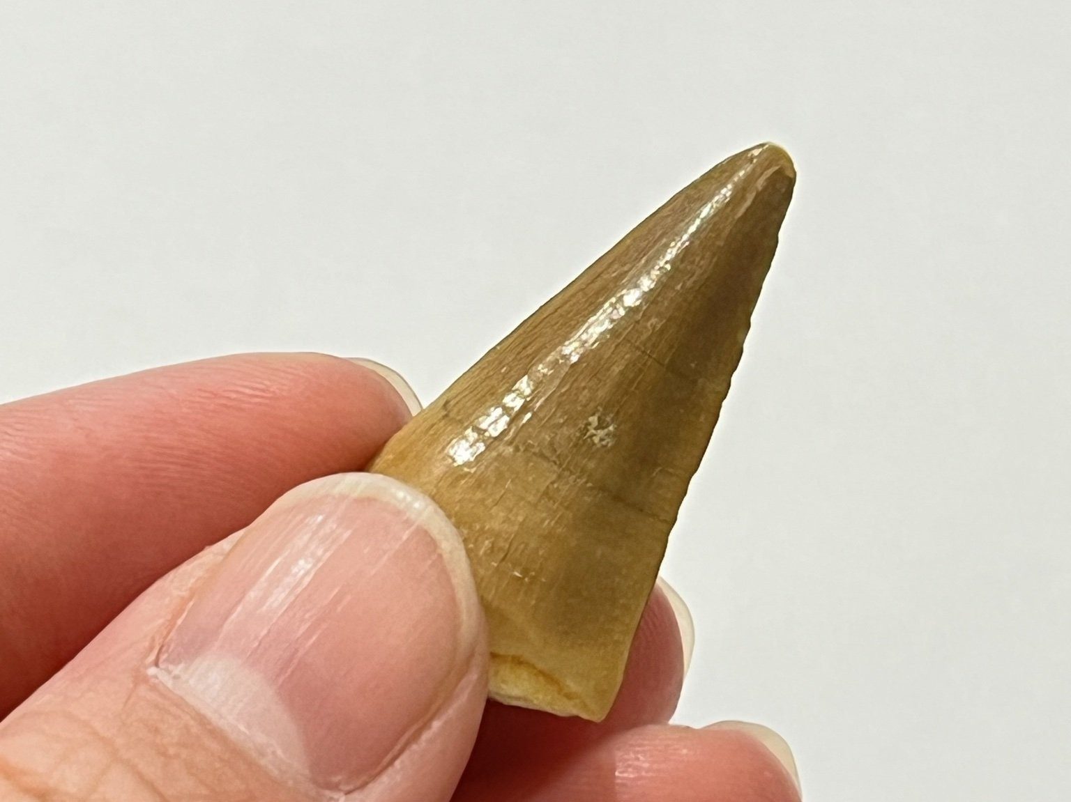 モササウルスの歯の化石