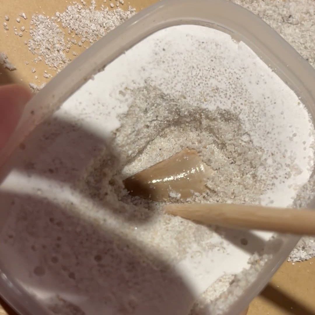 石膏に埋まるモササウルス歯化石