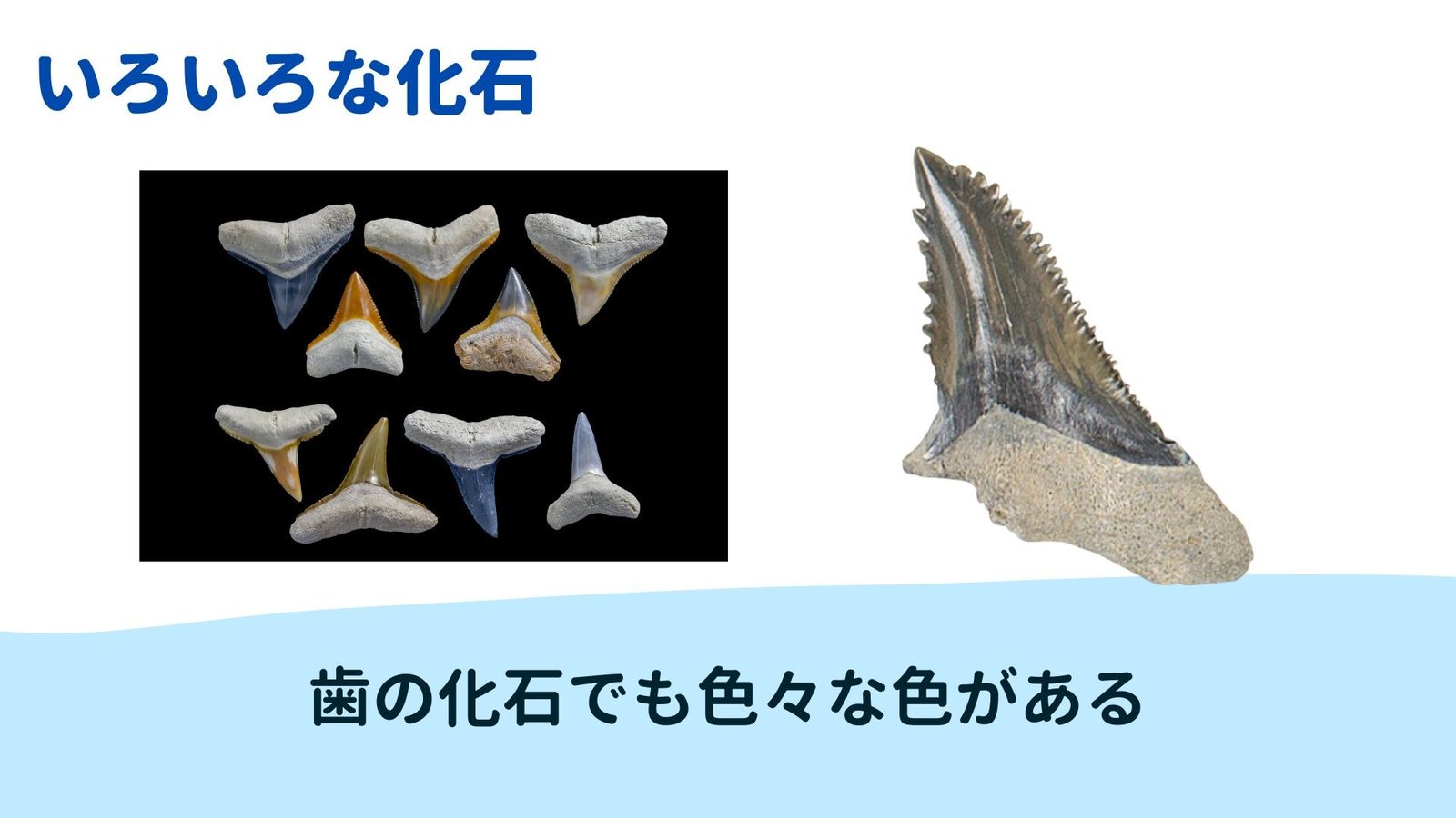 色々な色の歯化石