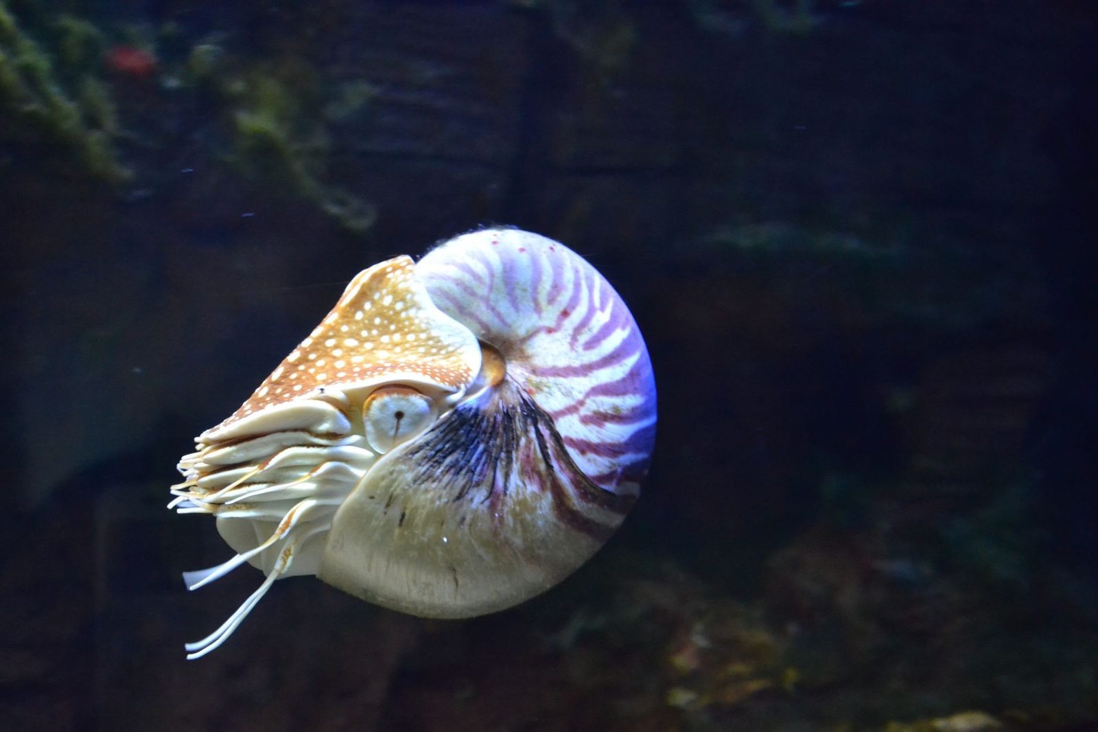 現生のオウムガイ
