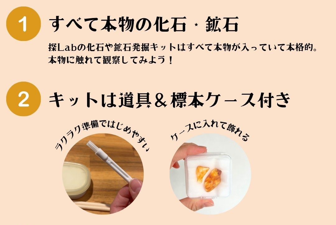 化石発掘キットのポイント解説