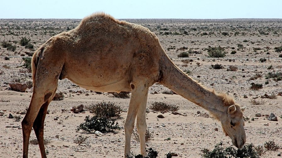 砂漠を歩くヒトコブラクダ