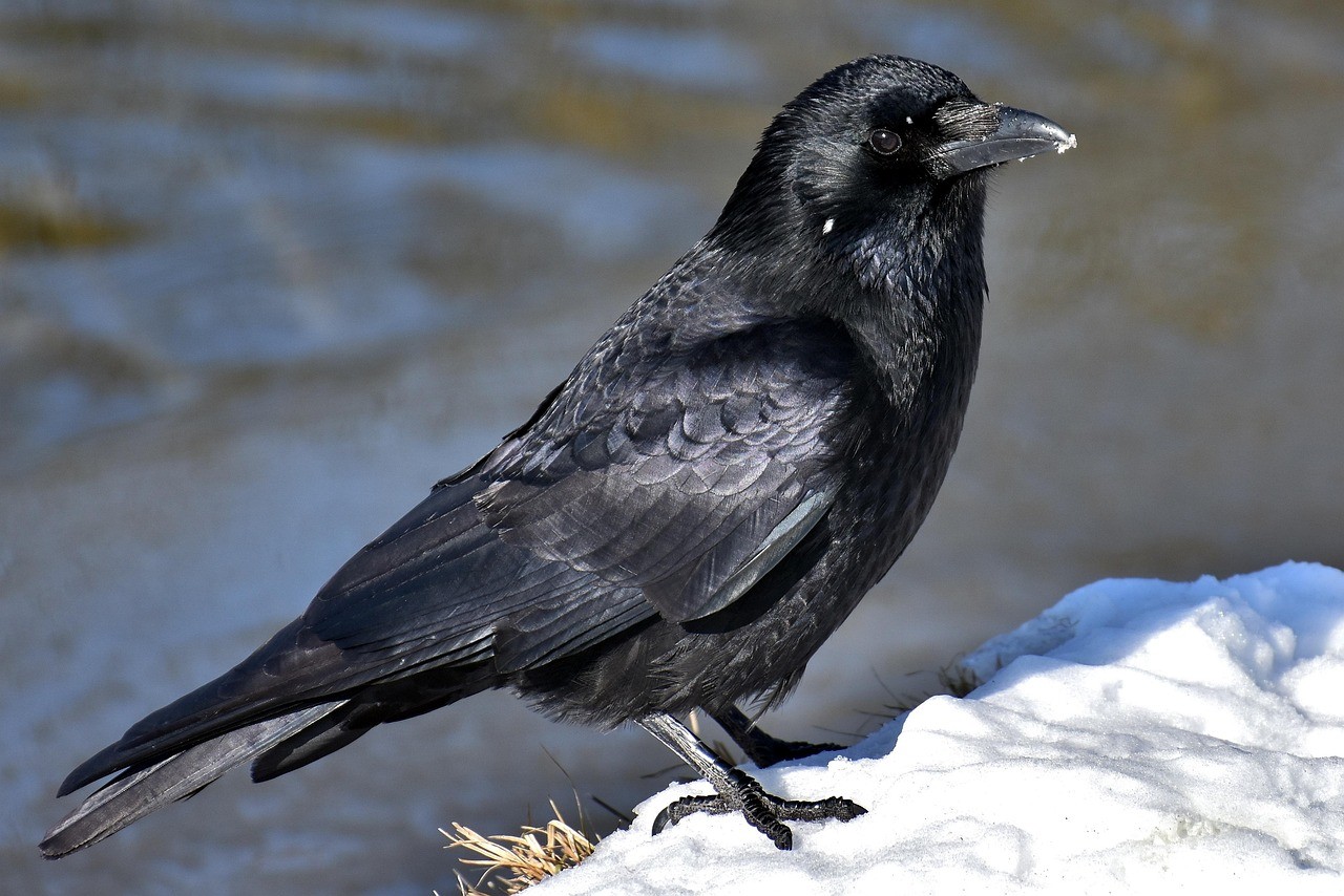 カラスが止まる姿