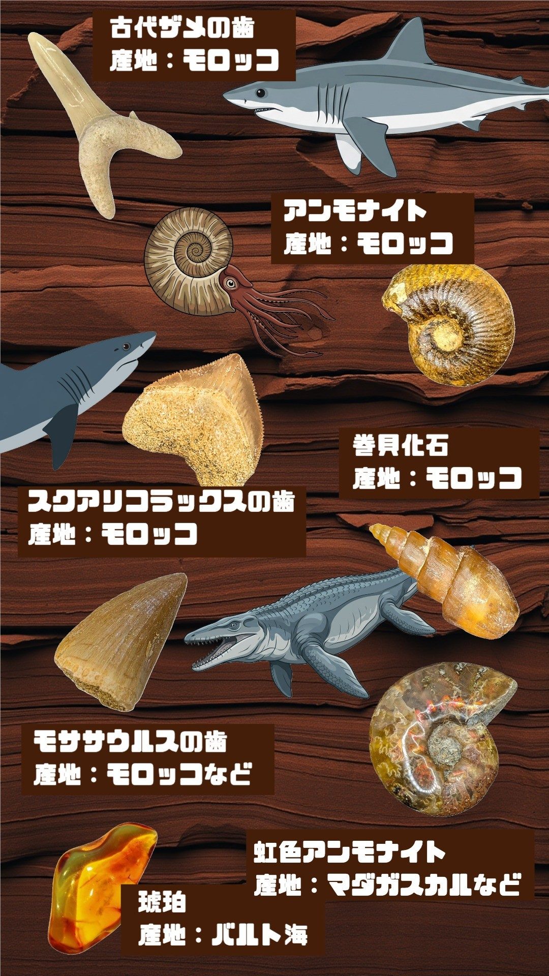7種の化石と産地
