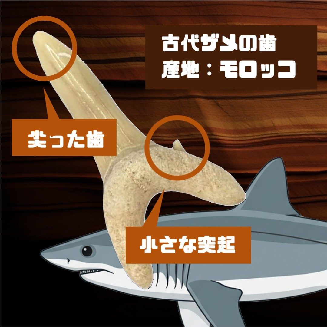 古代ザメの歯化石