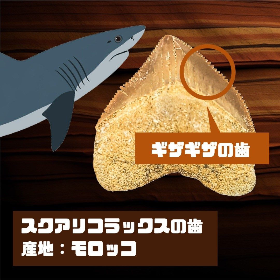 スクアリコラックスの歯化石