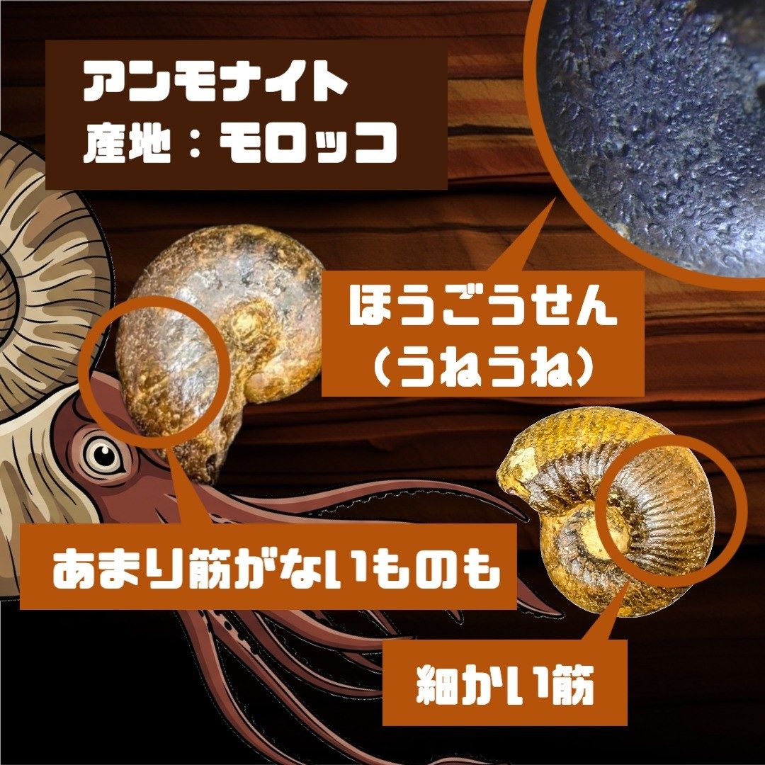 アンモナイトの渦巻き化石