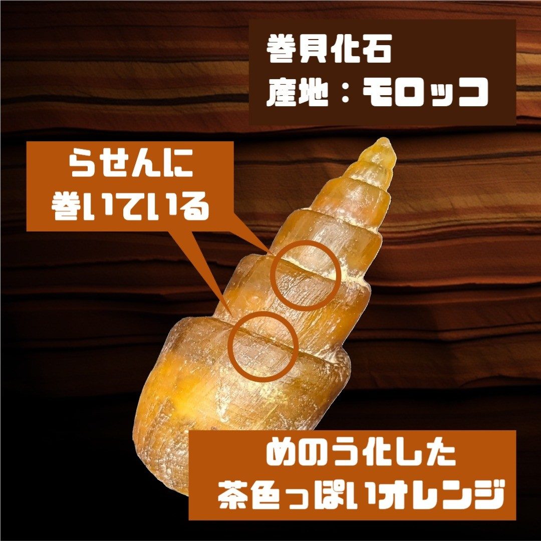 瑪瑙化した巻貝化石