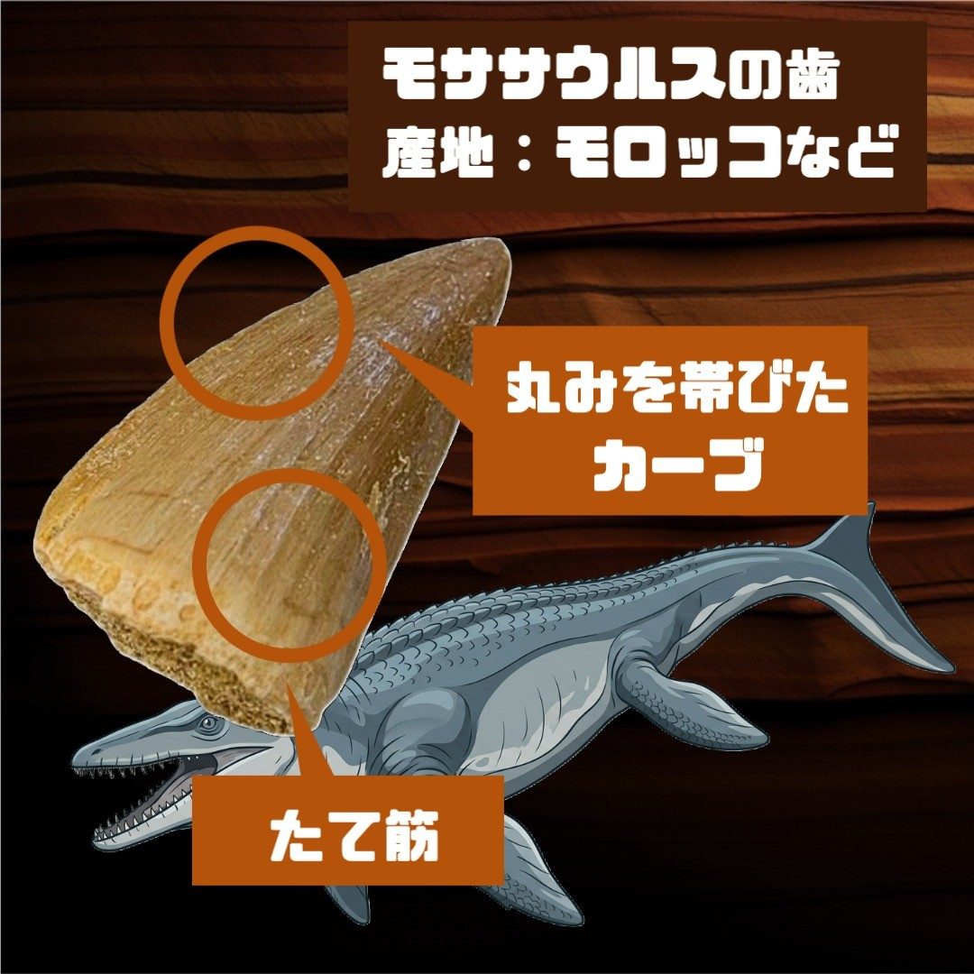 モササウルスの歯化石
