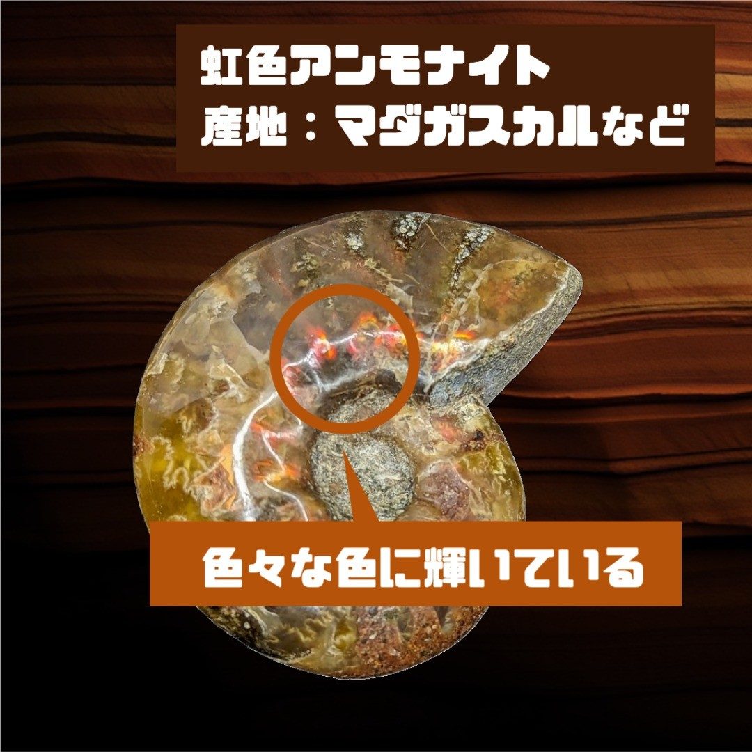 虹色に輝くアンモナイト化石