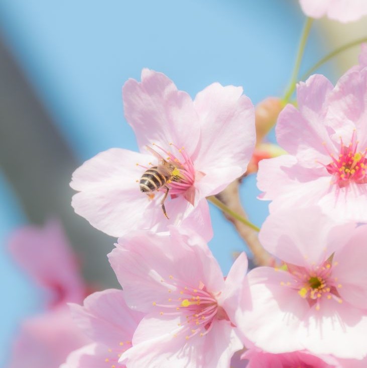ピンク色の桜、マクロ撮影。