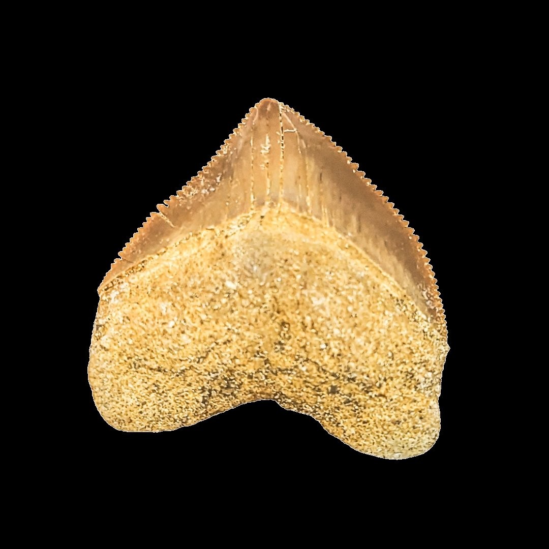 古代サメの歯化石標本