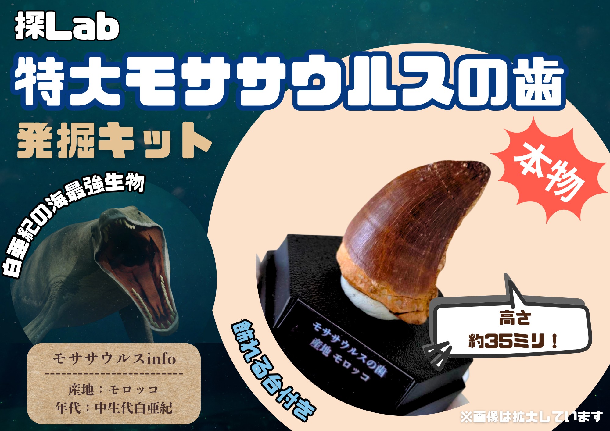 モササウルス化石発掘キット