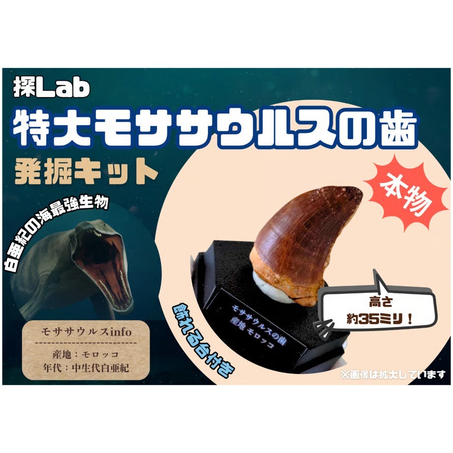 モササウルス化石発掘キット