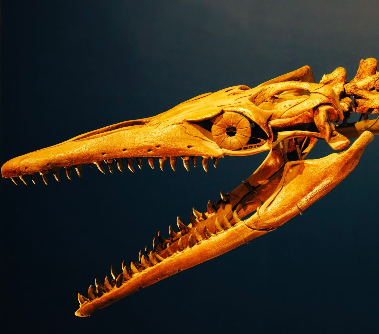 モササウルスの頭骨化石