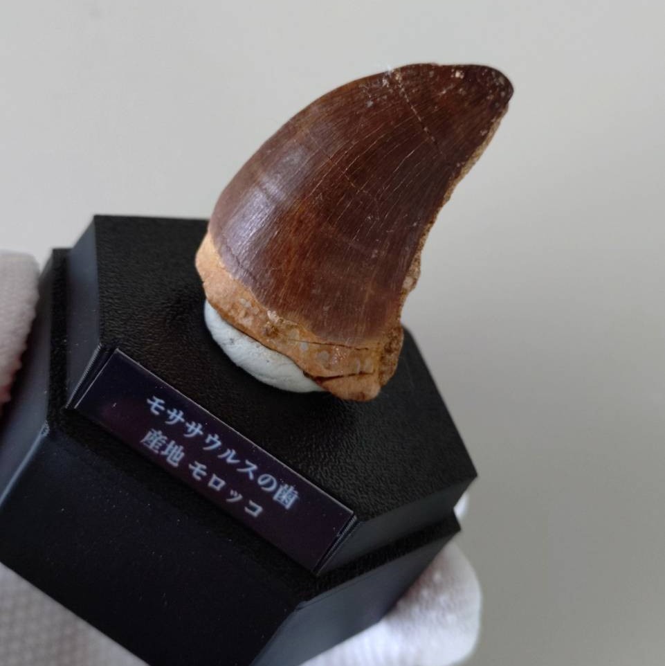 モササウルスの歯の化石