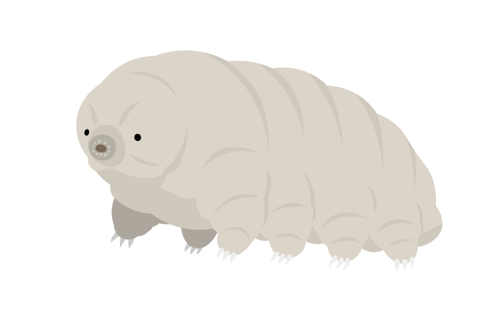 クマムシのイラスト