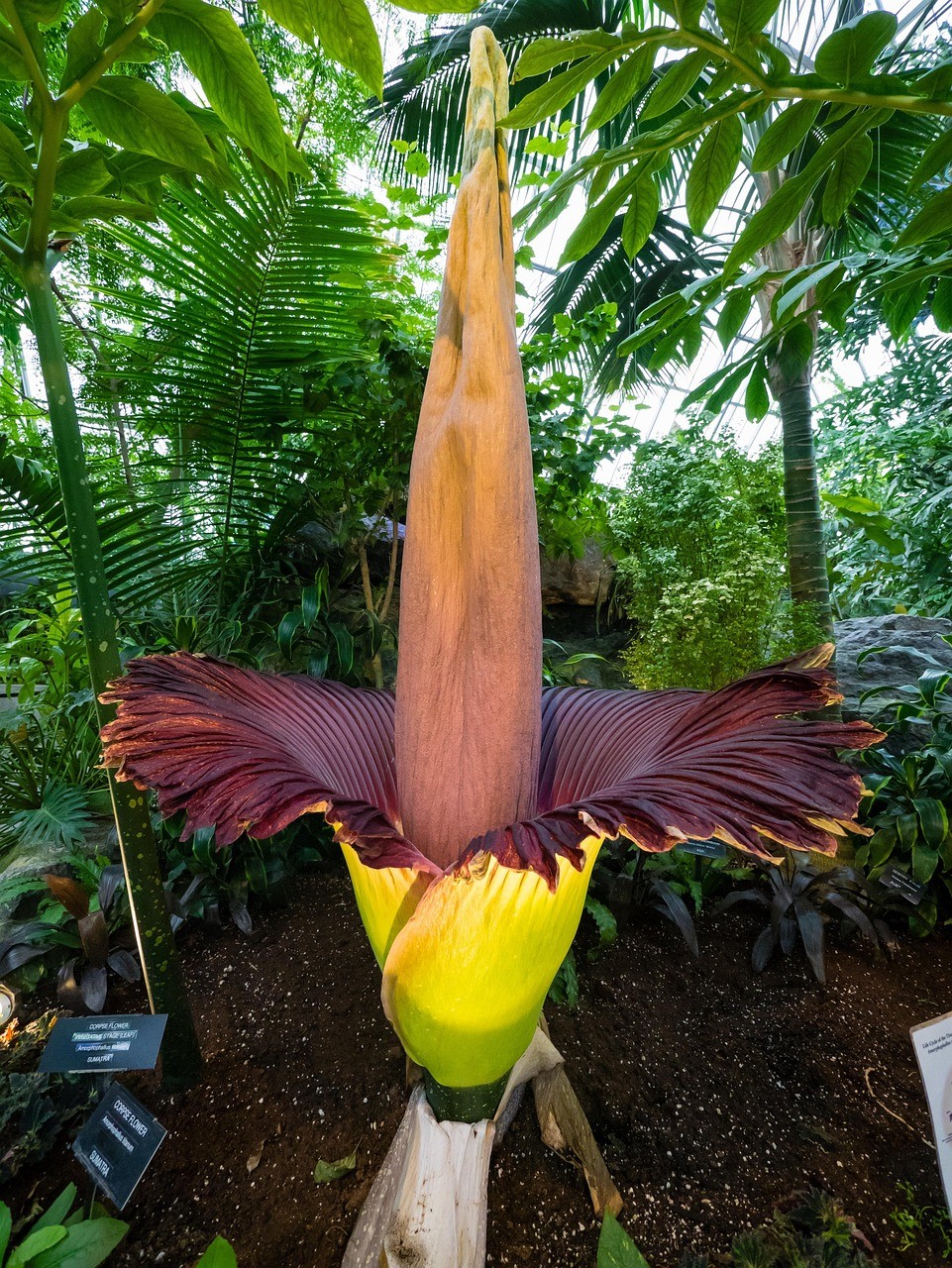 タイタンアラムの写真