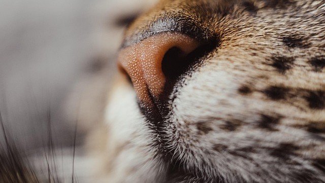 ピンク色の猫の鼻アップ